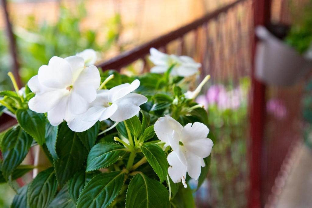 a plant with white flowers in front of a fence at 4 Studios Becic in Budva