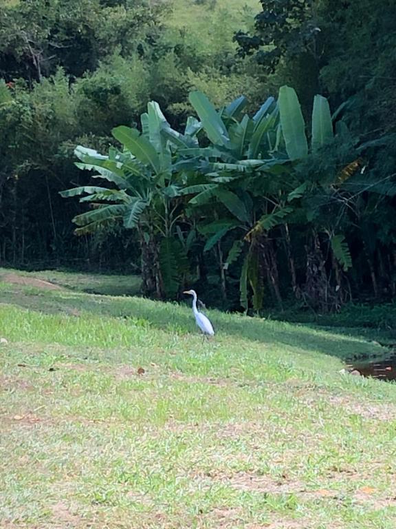  Vivenda dos Guaranys - uma imersão na natureza