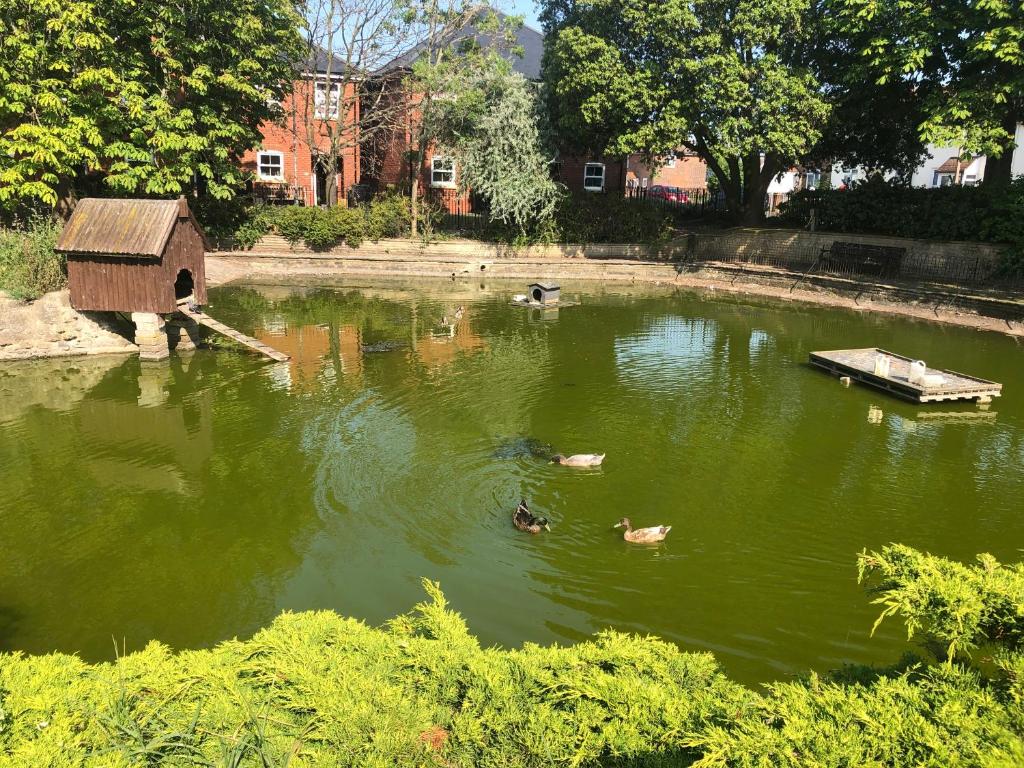 a pond with ducks and a bird house in it at Cox`s Pond View in Harwich