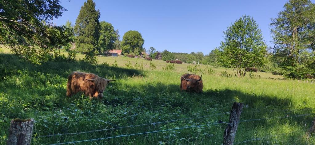 Zvířata v ubytování v soukromí nebo okolí