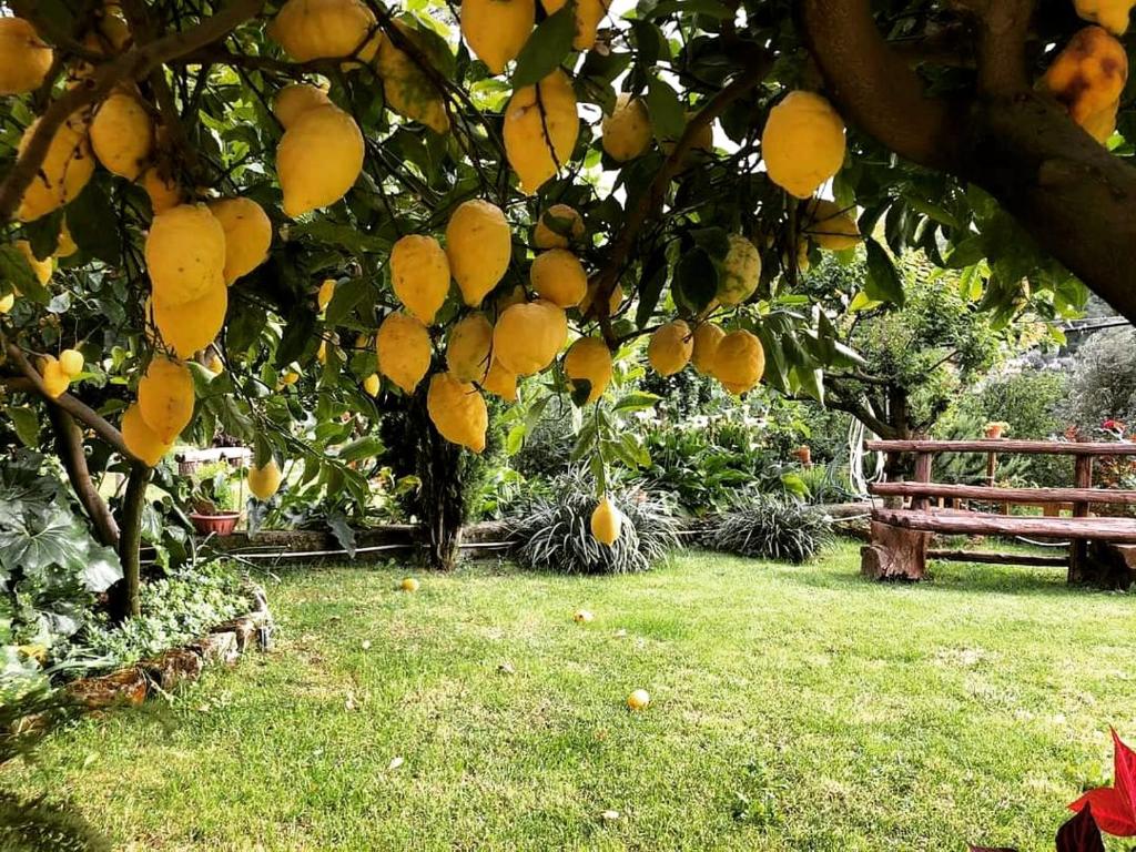 Zahrada ubytování L'Angolo di Campagna
