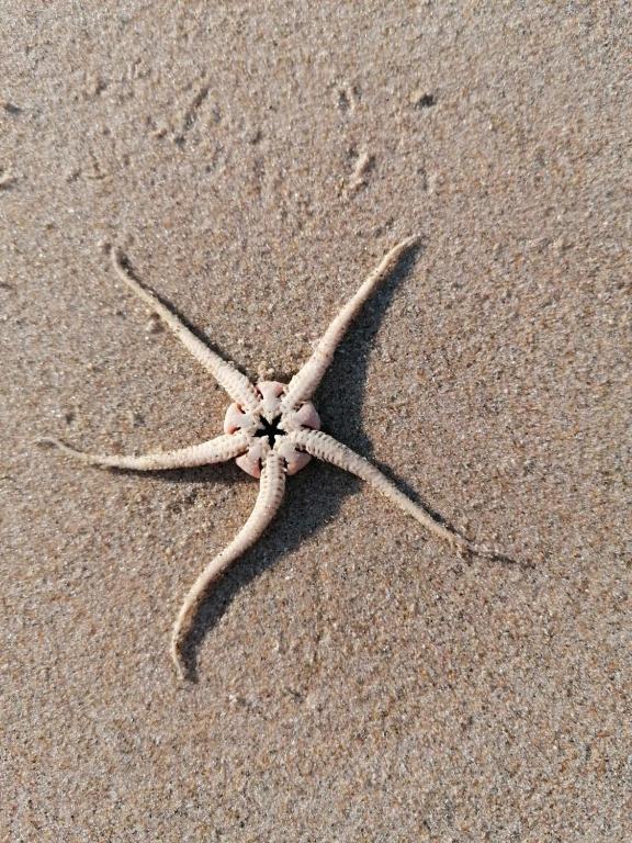 Fotografie z fotogalerie ubytování DOCK10TEXEL v destinaci De Cocksdorp