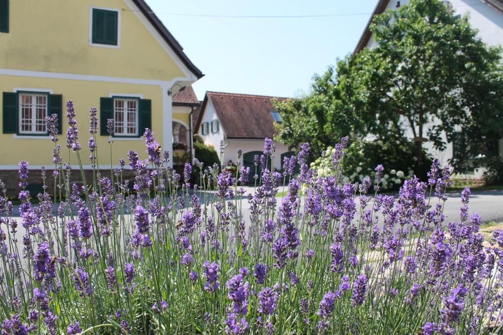 un campo di fiori viola di fronte a una casa di Farmer-Rabensteiner a Bad Gams