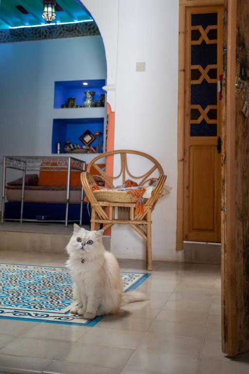O animal ou animais de estimação com os hóspedes em Hotel Casa Miguel
