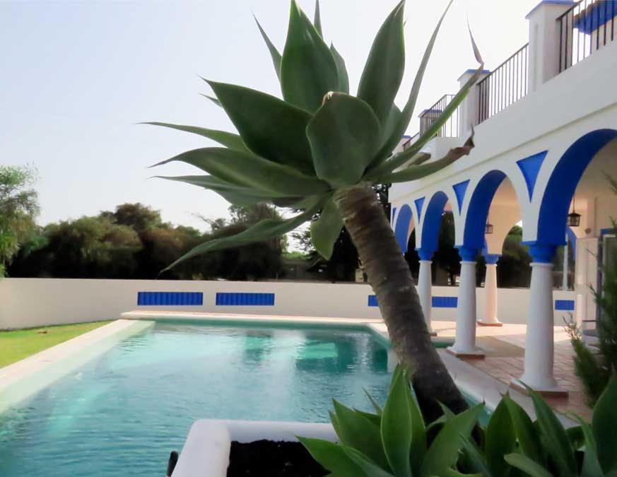 een palmboom naast een zwembad bij Villa de lujo en Sancti Petri in Novo Sancti Petri