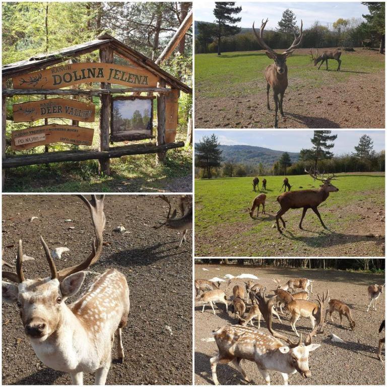 Apartman Black River - 8