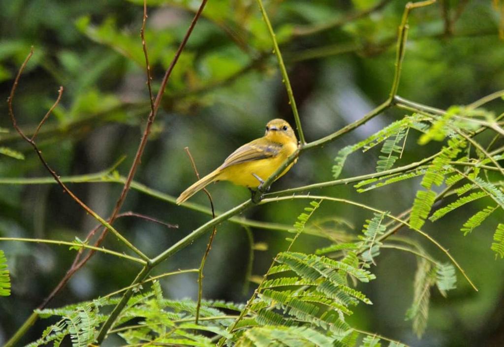 ein gelber Vogel auf einem Ast in der Unterkunft Casa Colibri - Praias e Cachoeiras in Paraty
