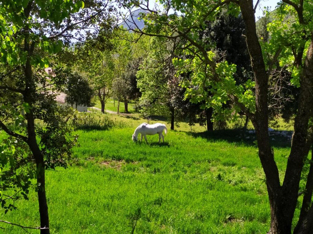 Zahrada ubytování Agriturismo Colloreto