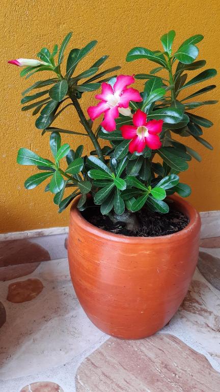 Fotografie z fotogalerie ubytování La terraza casa de verano v destinaci Melgar