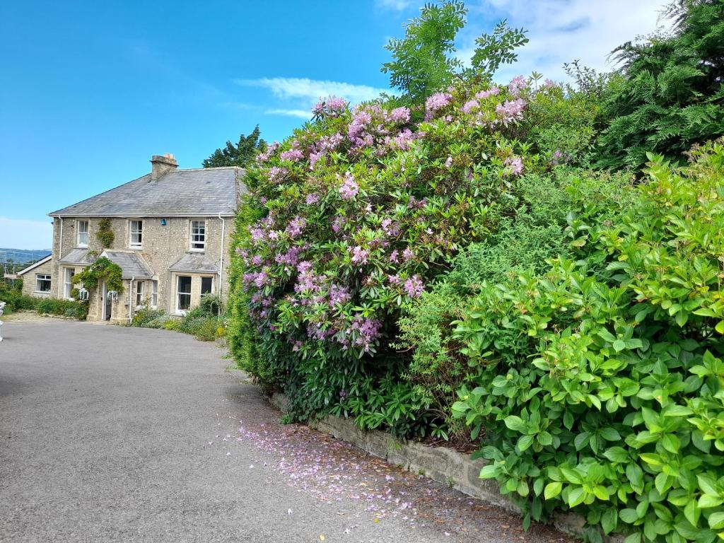 a hedge of flowers in front of a house at Fairwater Head in Axminster