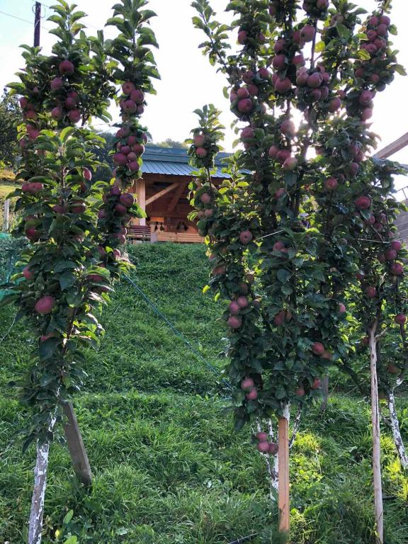 Grandfather's place Budevice - 10