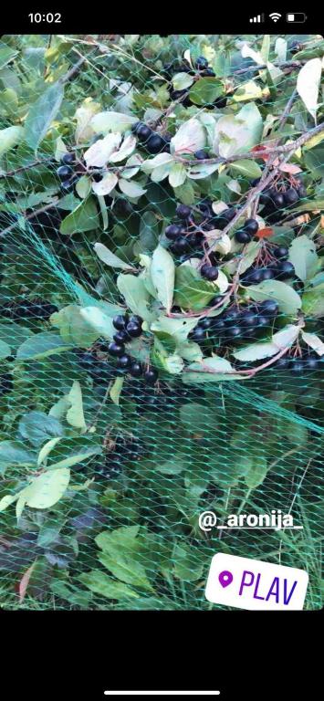 Grandfather's place Budevice - 9