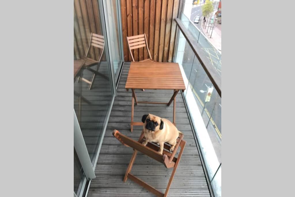 a dog sitting on a chair on a balcony at Benjis Apartment in Belfast