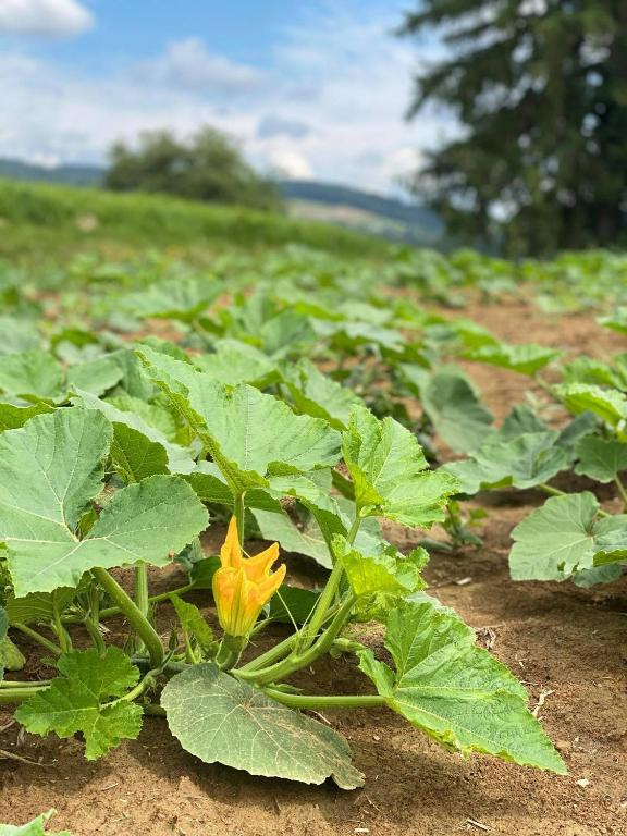 Landskap semula jadi dekat dengan penginapan & sarapan