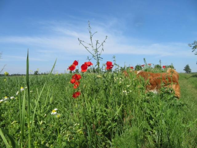 a cow standing in a field with red flowers at Blota Kral in Lübben