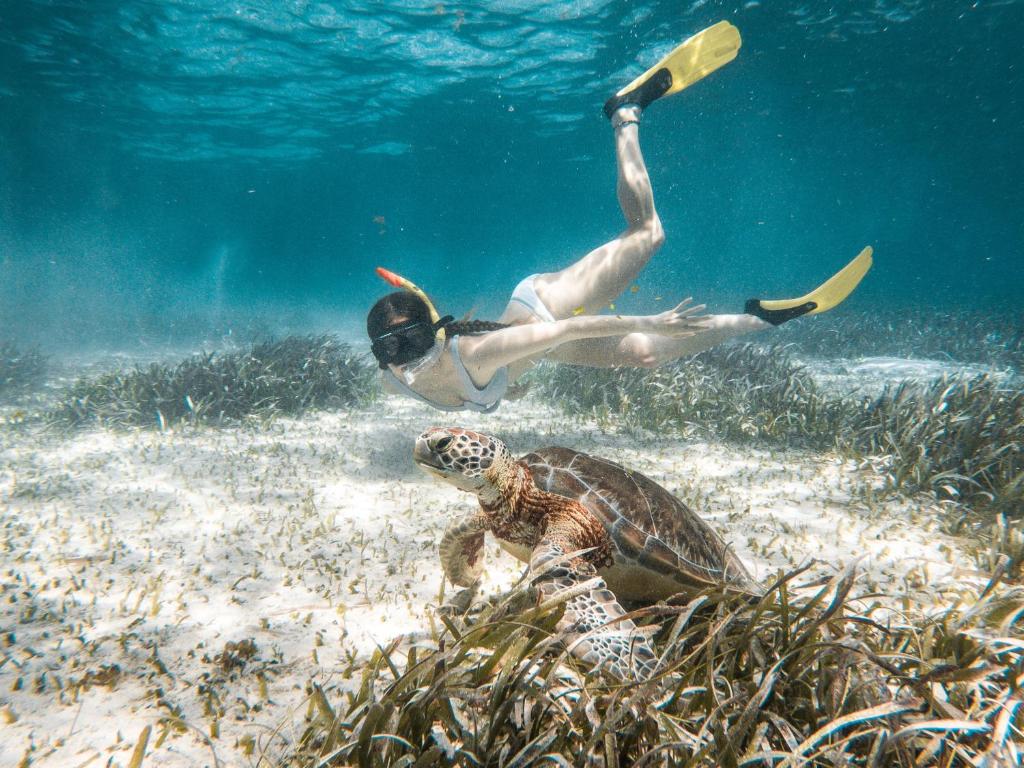 a person swimming in the ocean next to a turtle at Portofino Beach Resort-An Authentic Island Escape! in San Pedro