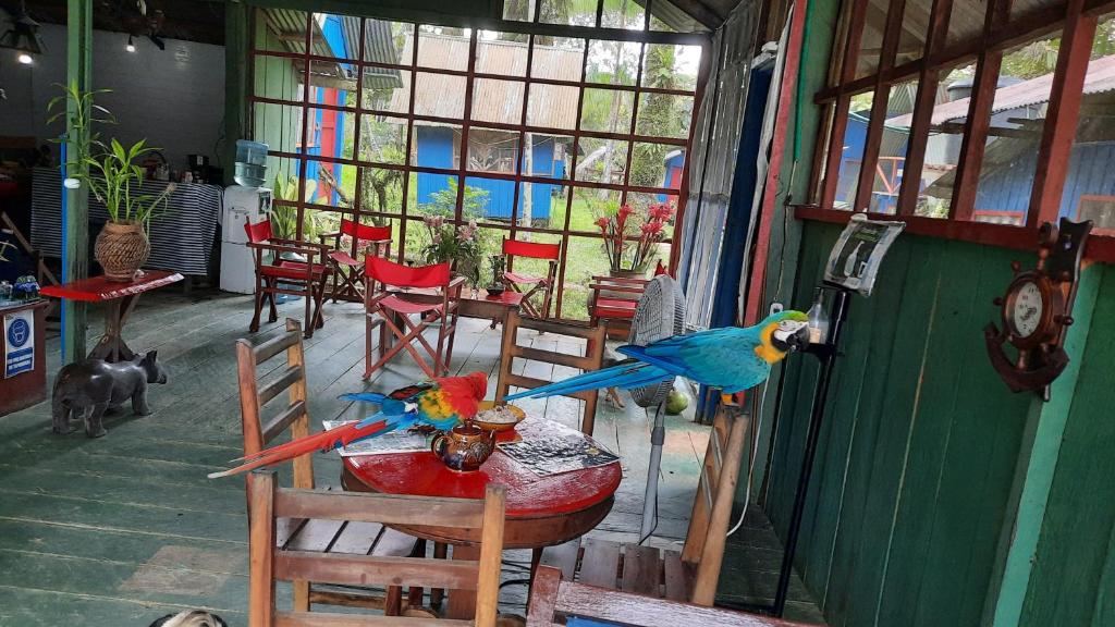 Cabañas alto del aguila في Puerto Nariño: يوجد عصفورين ملونين يجلسون على طاولة في الغرفة