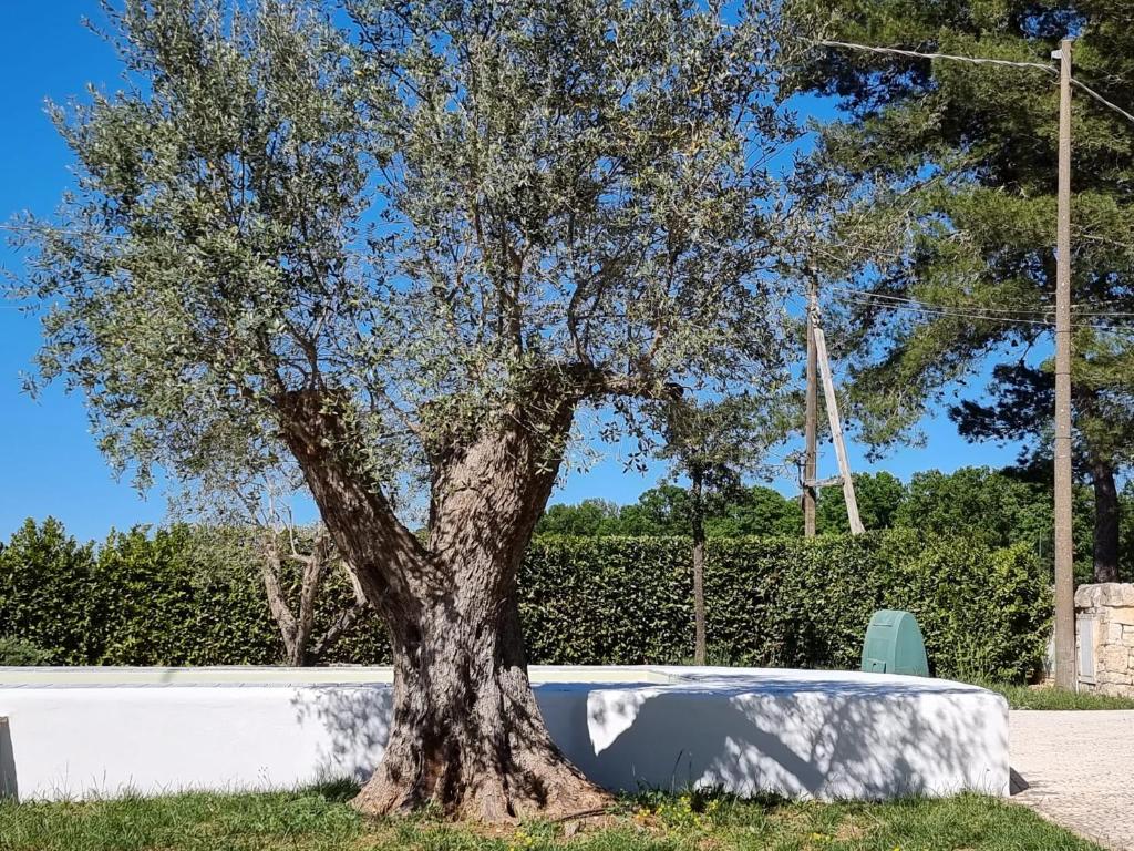 Vonkajšia záhrada v ubytovaní I trulli di nonno Ernesto
