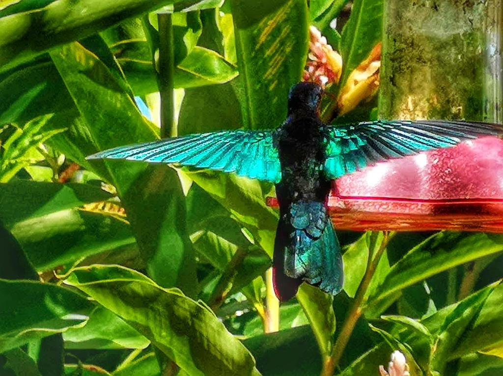 Fotografie z fotogalerie ubytování Studio Bwa Banbou dans Villa Fleurs des Iles v destinaci Le Vauclin