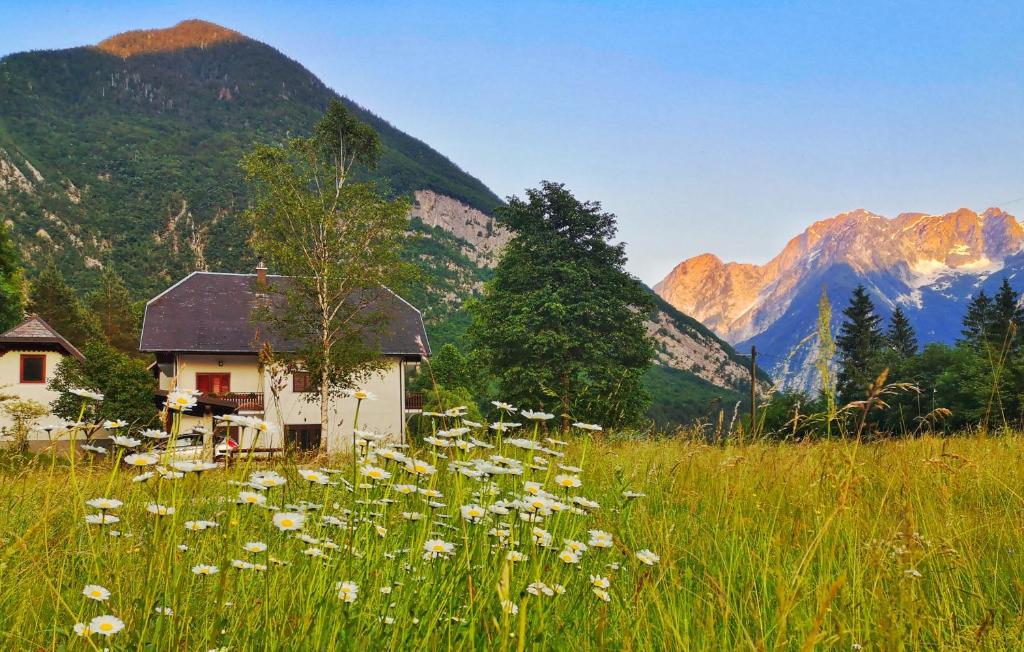 une maison dans un champ de fleurs devant les montagnes dans l'établissement Apartment Joži, à Vallée de la Soča