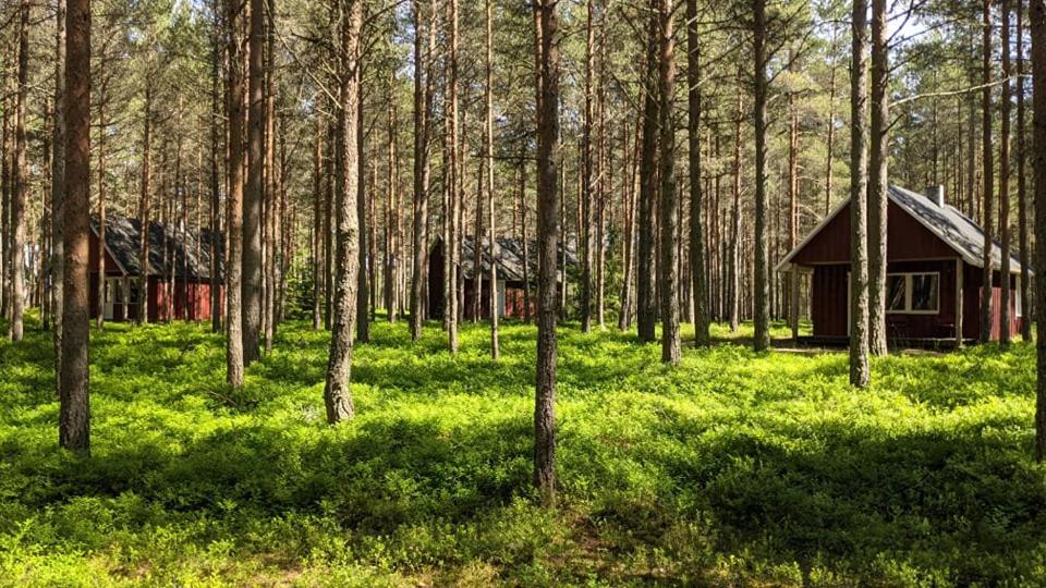 une petite cabine au milieu d'une forêt dans l'établissement Bergsby Noarootsi, à Tuksi