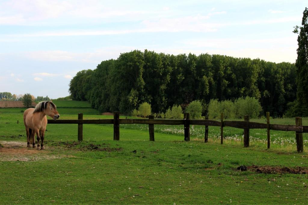 Zvířata v bed and breakfast nebo okolí