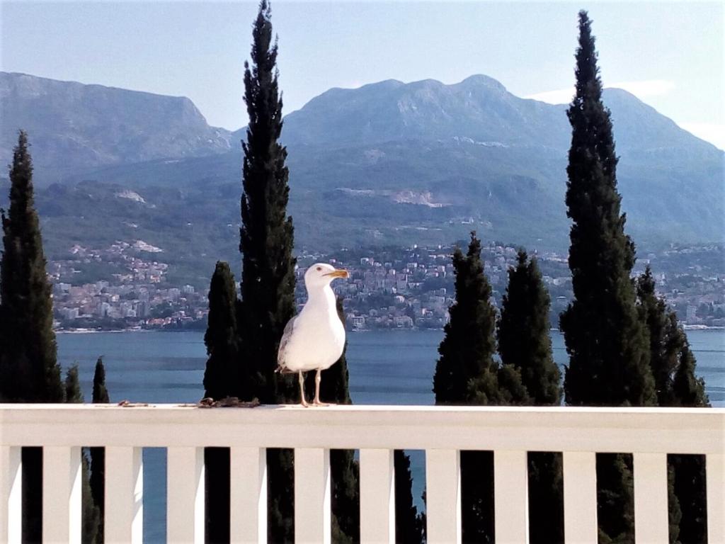 una gaviota parada sobre una valla con vistas al agua en Villa Boka Sunrise Apartments, en Herceg-Novi