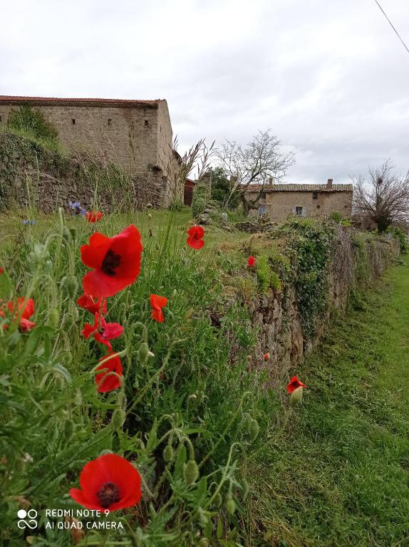 un champ de coquelicots rouges devant un bâtiment dans l'établissement la ferme de fenivou, à Boulieu-lès-Annonay