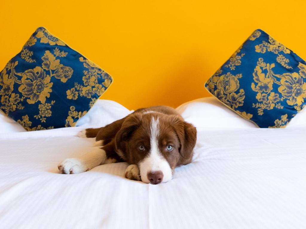 un chien brun et blanc dormant sur un lit dans l'établissement Hotel Castello Artemide Congressi, à Castel San Pietro Terme