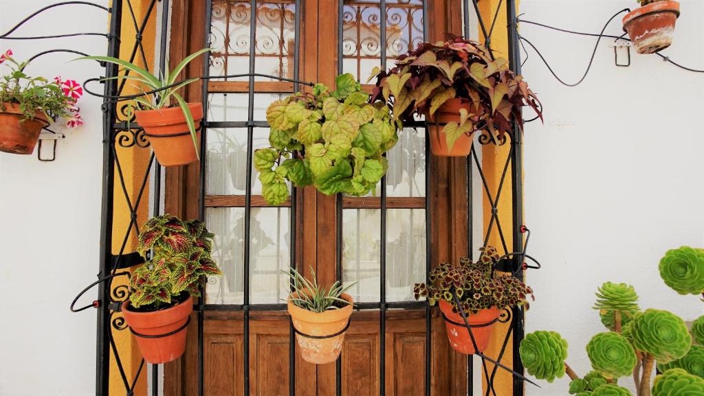 Zahrada ubytování Casona Granado