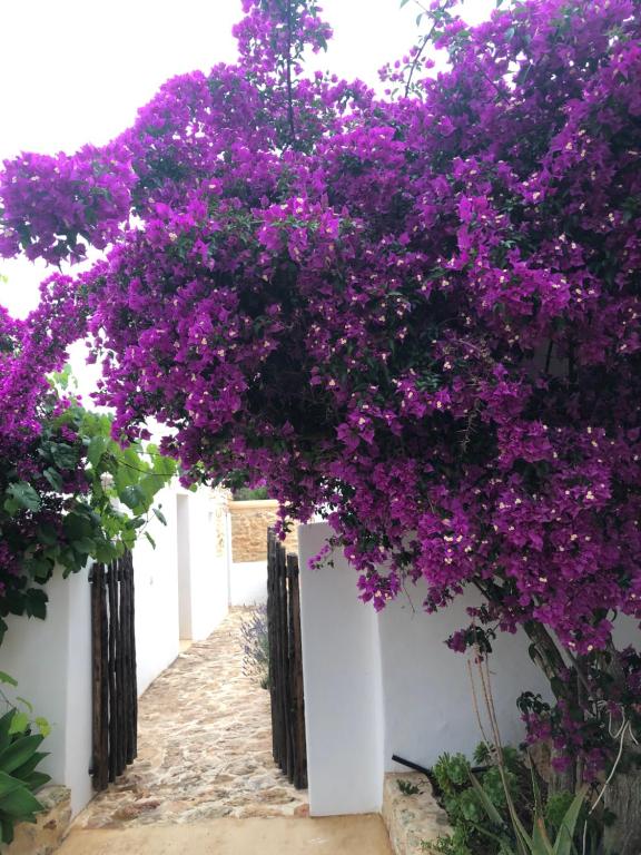 Fotografie z fotogalerie ubytování Villa Can Bonet de Baix de Cas Micali v destinaci Santa Gertrudis de Fruitera