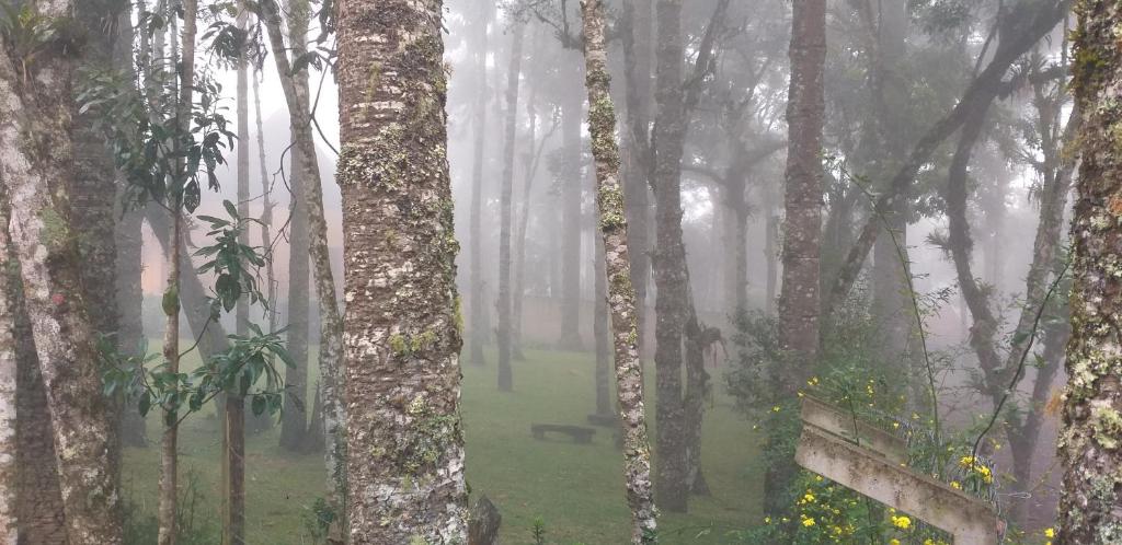  Bosque das Araucárias