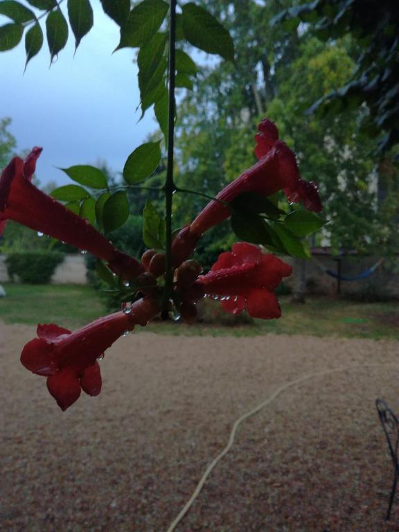 a bunch of red flowers on a tree branch at Ancien Presbytère in La Chapelle-dʼAngillon