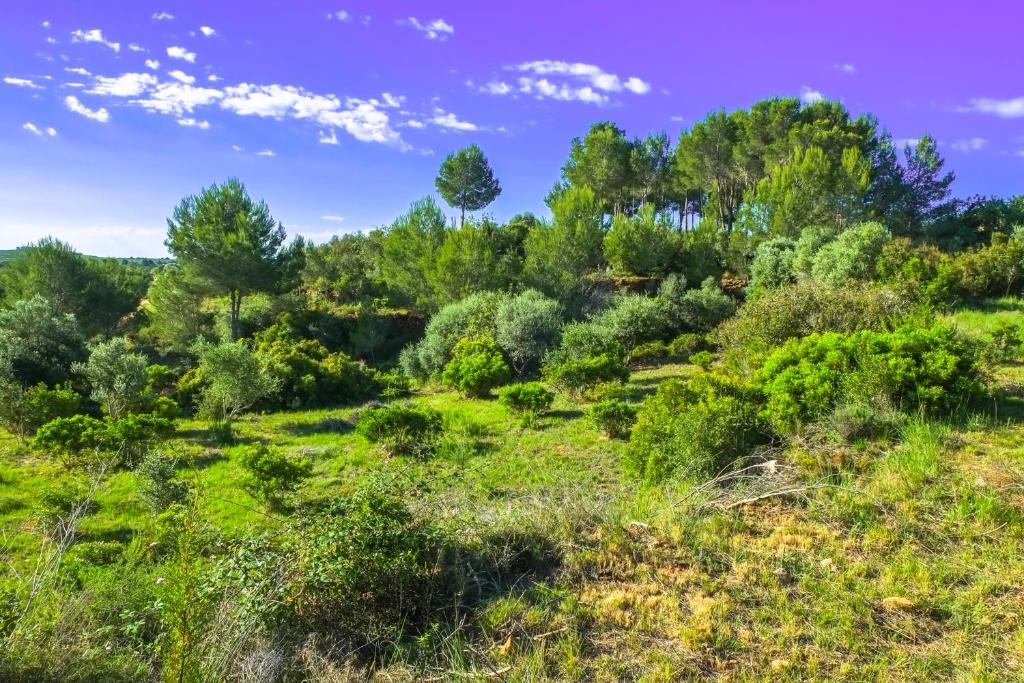 Luxury tent Wild Spirit Room, Villanueva de Alcolea, Spain ...