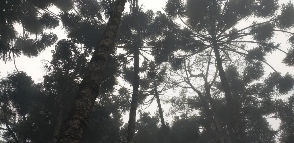  Bosque das Araucárias