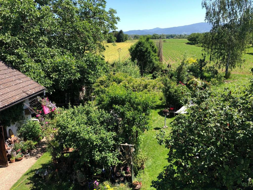 een uitzicht over de tuin met struiken en bomen bij Haus Schwarzwaldblick in Achern