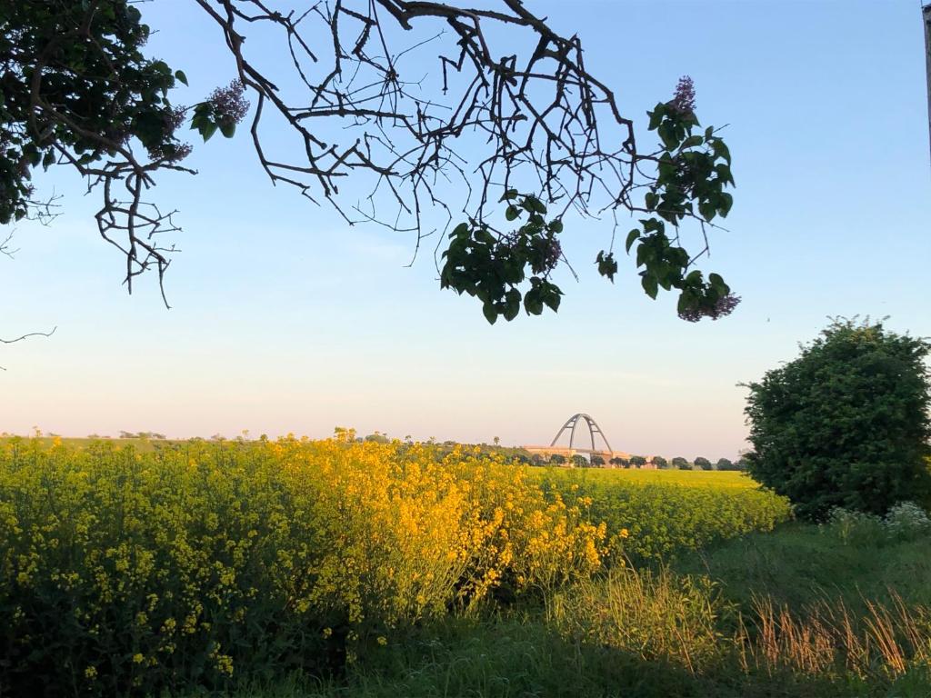 a field of rapeseed with a roller coaster in the background at Gönnerbude Fehmarn in Fehmarn