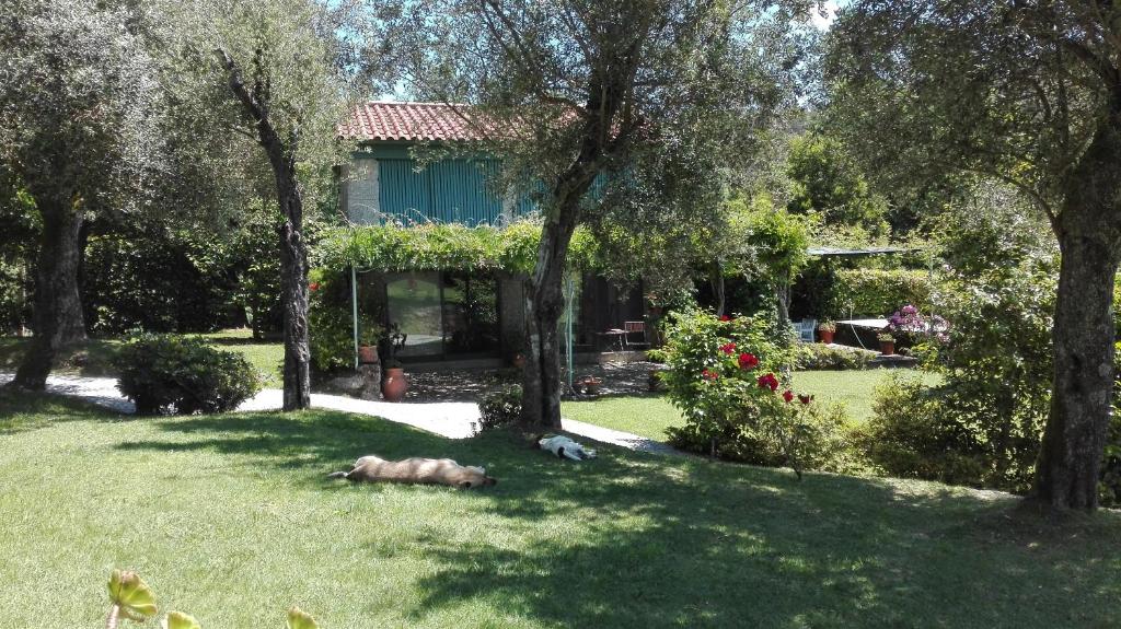 ein Hund, der im Gras vor einem Haus liegt in der Unterkunft Casas da Tapada Briteiros Casa Do Espigueiro in Guimarães