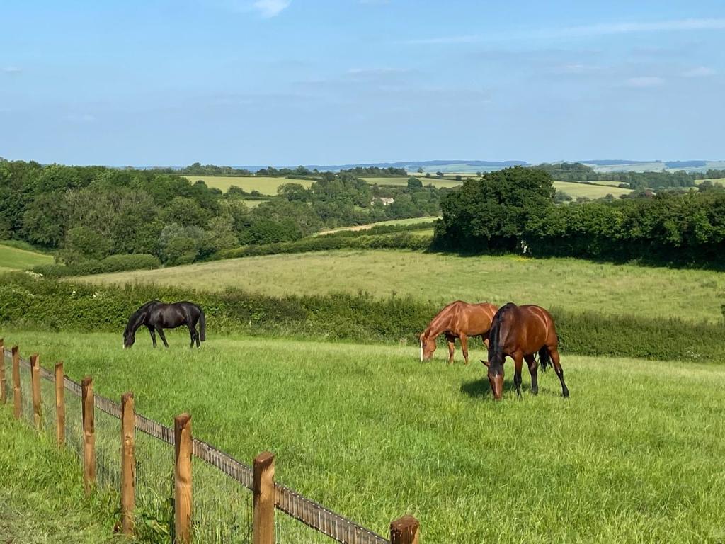 Glebe Barn, Little Glebe Farm في تشلتنهام: ثلاثة خيول ترعى في حقل من العشب