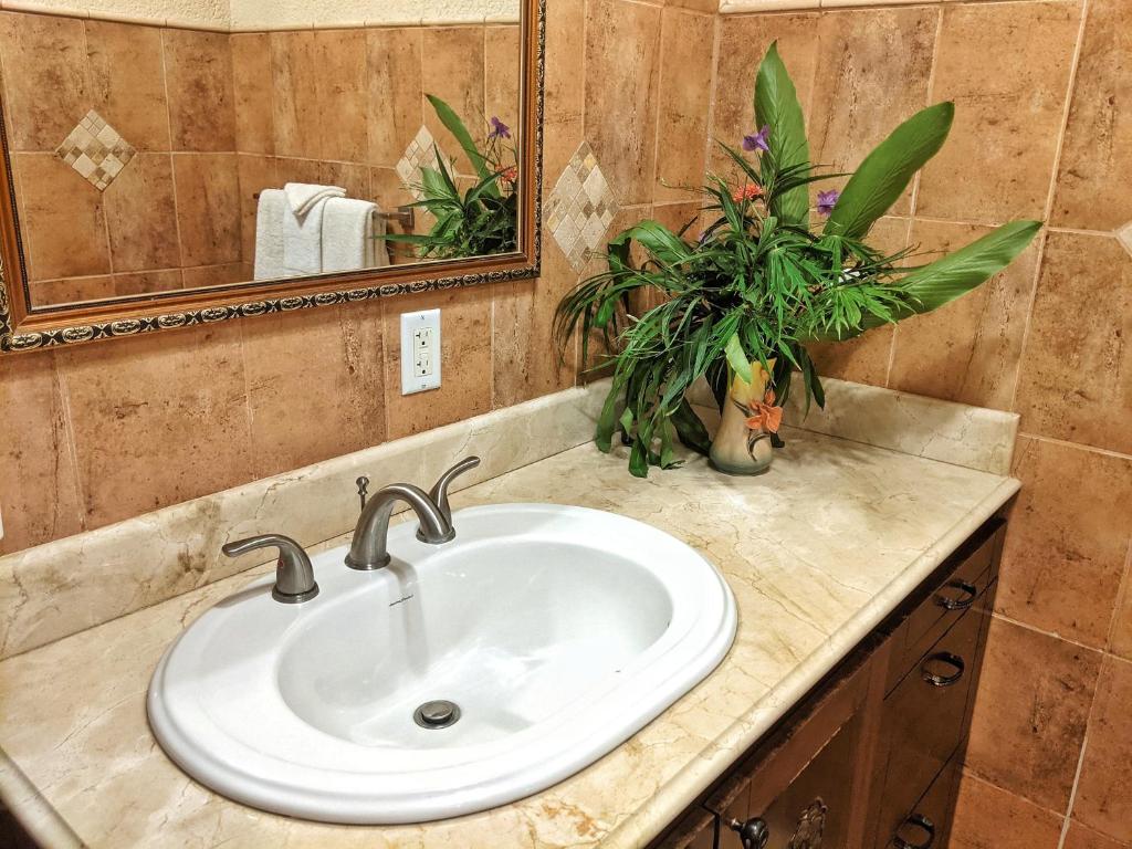 lavabo con espejo y algunas plantas en Seaside Inn Roatan, en West Bay