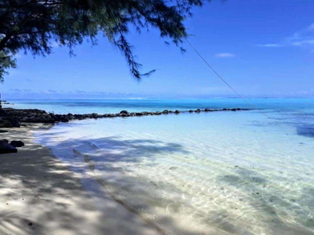 Blick auf einen Strand mit Wasser und Bäumen in der Unterkunft MOOREA - Local Spirit 6 in Hauru