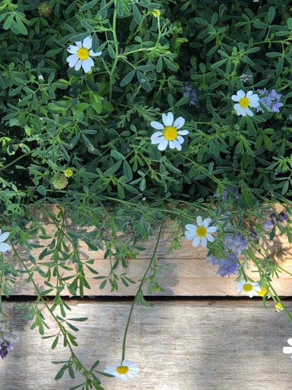 A garden outside Espacio Natural