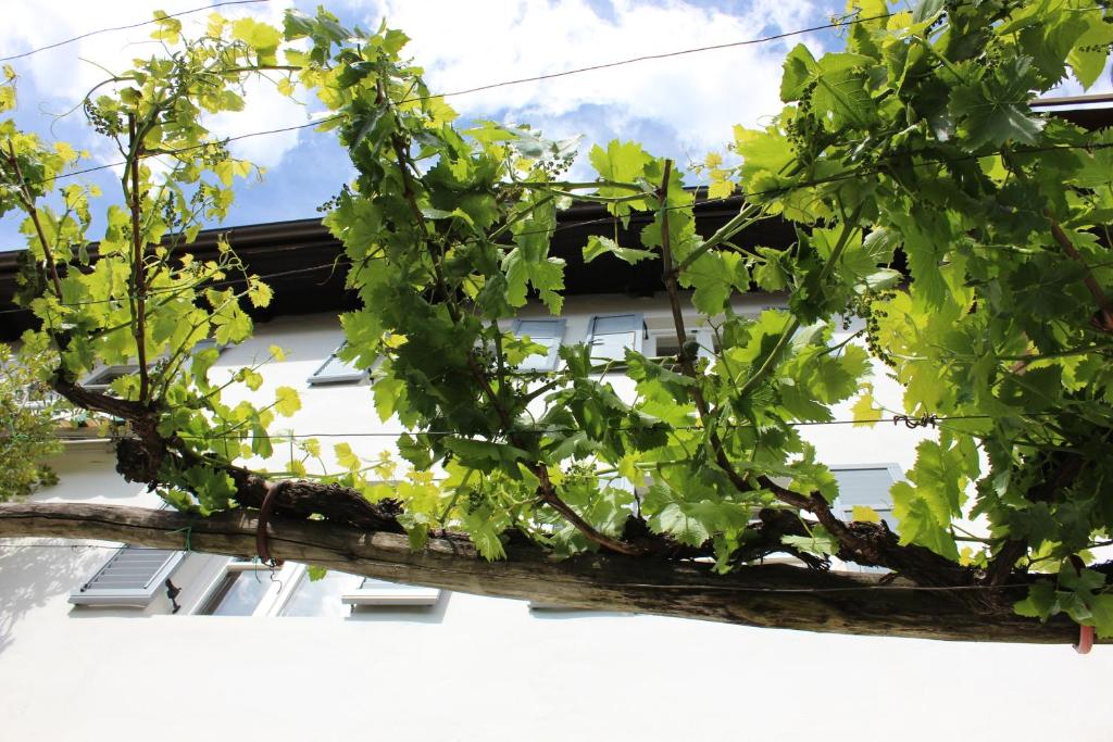 Zahrada ubytování Weingut Pardellerhof