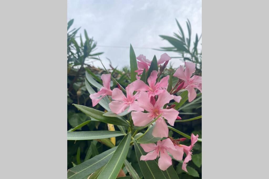 Vonkajšia záhrada v ubytovaní Casetta dei fiori