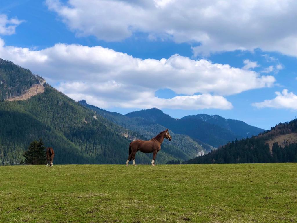 Zvířata v aparthotelu nebo okolí