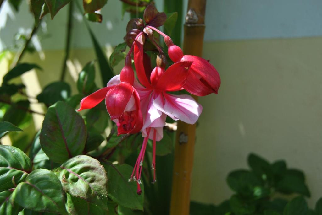 a red and white flower on a plant at Vivenda Familia Pedro in Vila do Bispo