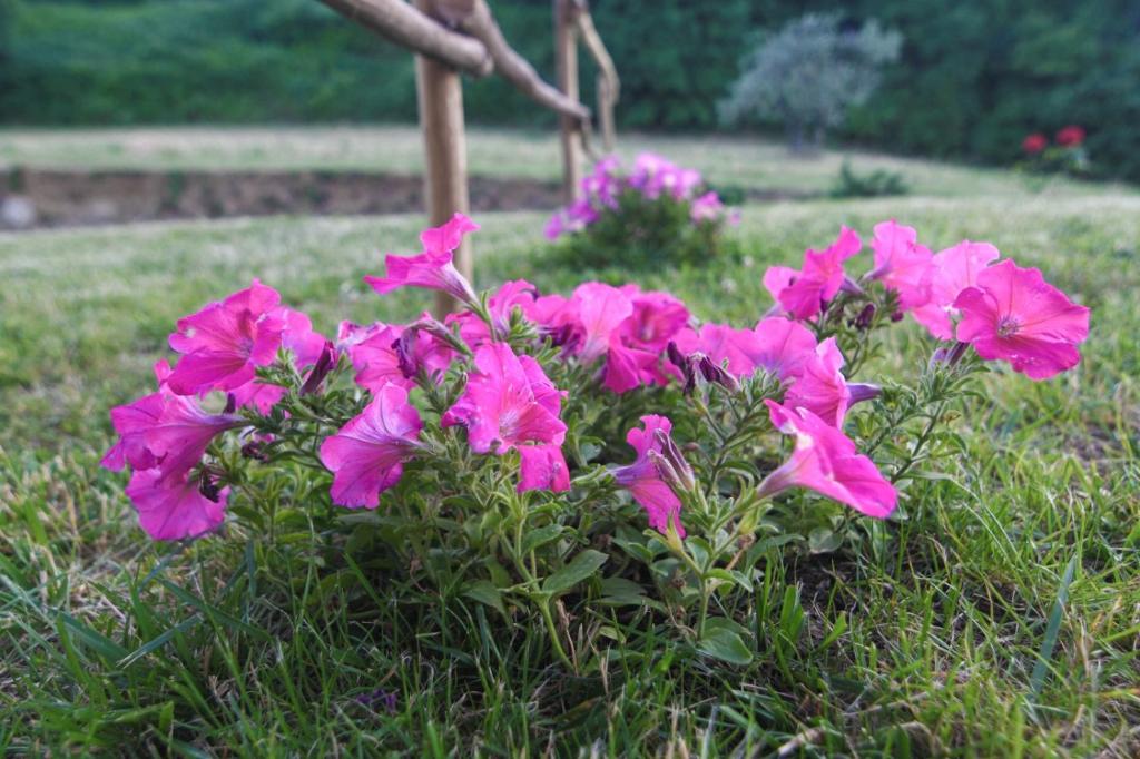 Vonkajšia záhrada v ubytovaní Agriturismo Poggio Ridulfo