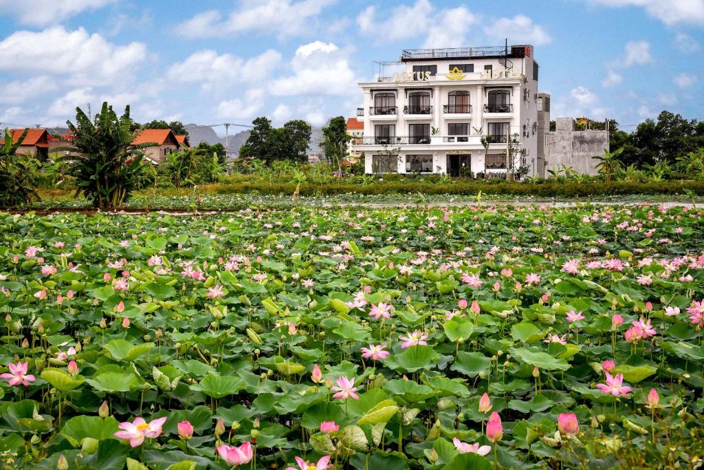 a field of pink flowers in front of a building at Lotus Hotel Ninh Bình in Ninh Binh