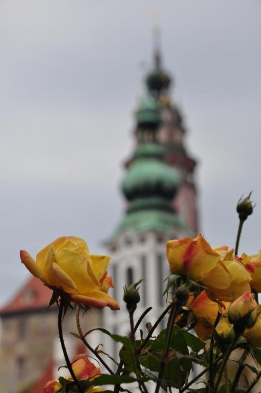 a group of yellow roses in front of a building at Guest House Olšakovský in Český Krumlov