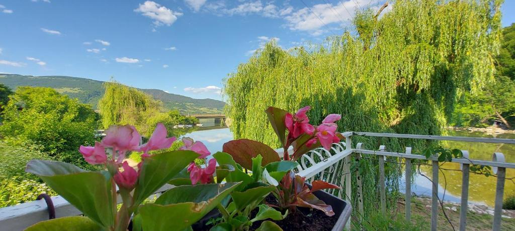 einen Balkon mit rosa Blumen und Bäumen sowie einem Fluss in der Unterkunft Vila Zeković in Donji Milanovac